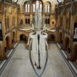 Τα μυστικά της φύσης: Πώς οι συλλογές του Natural History Museum αποκαλύπτουν την ιστορία της ζωής